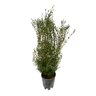 Phillyrea angustifolia: h 100/125 cm pot 18L
