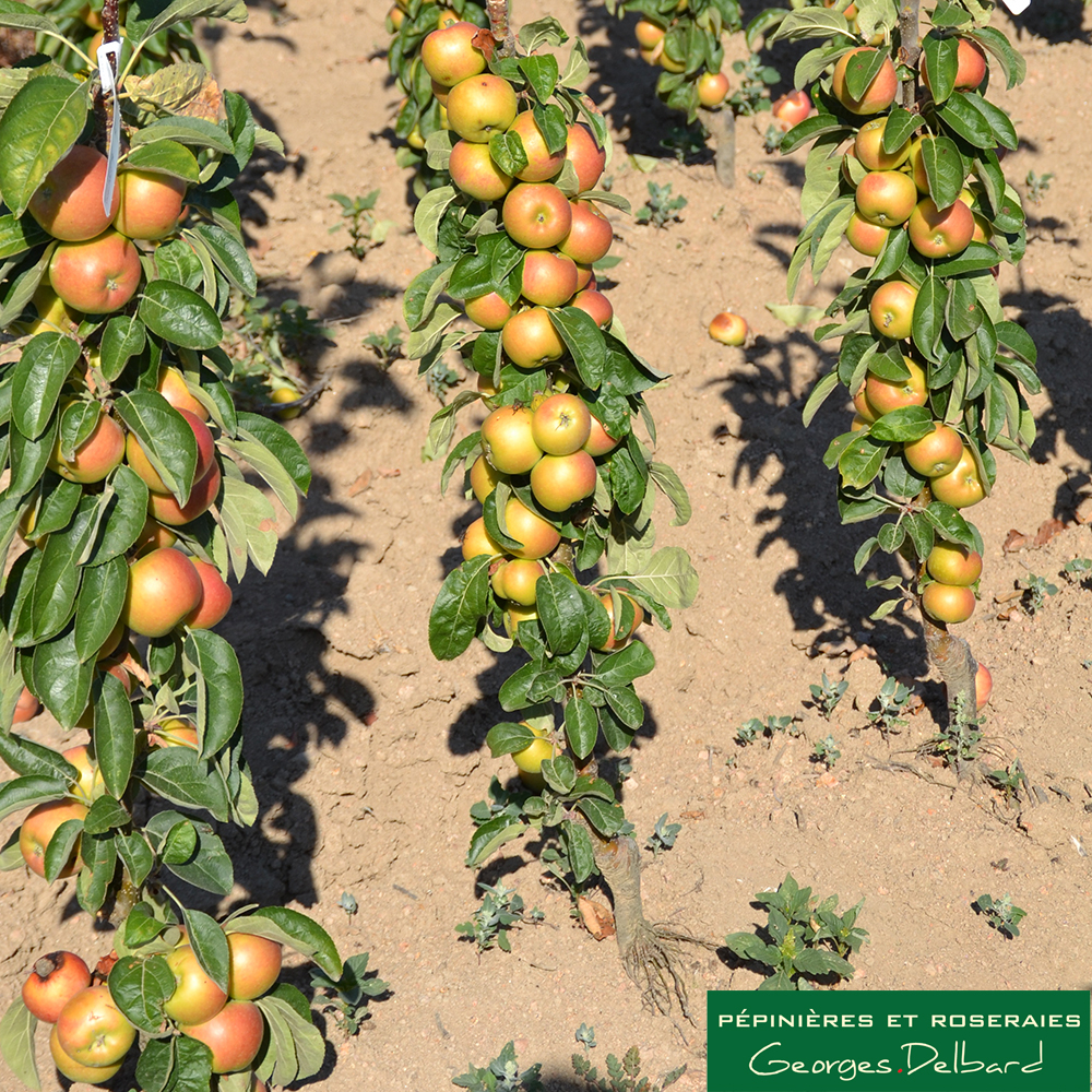 Pommier colonnaire Cheverny : 10 litres