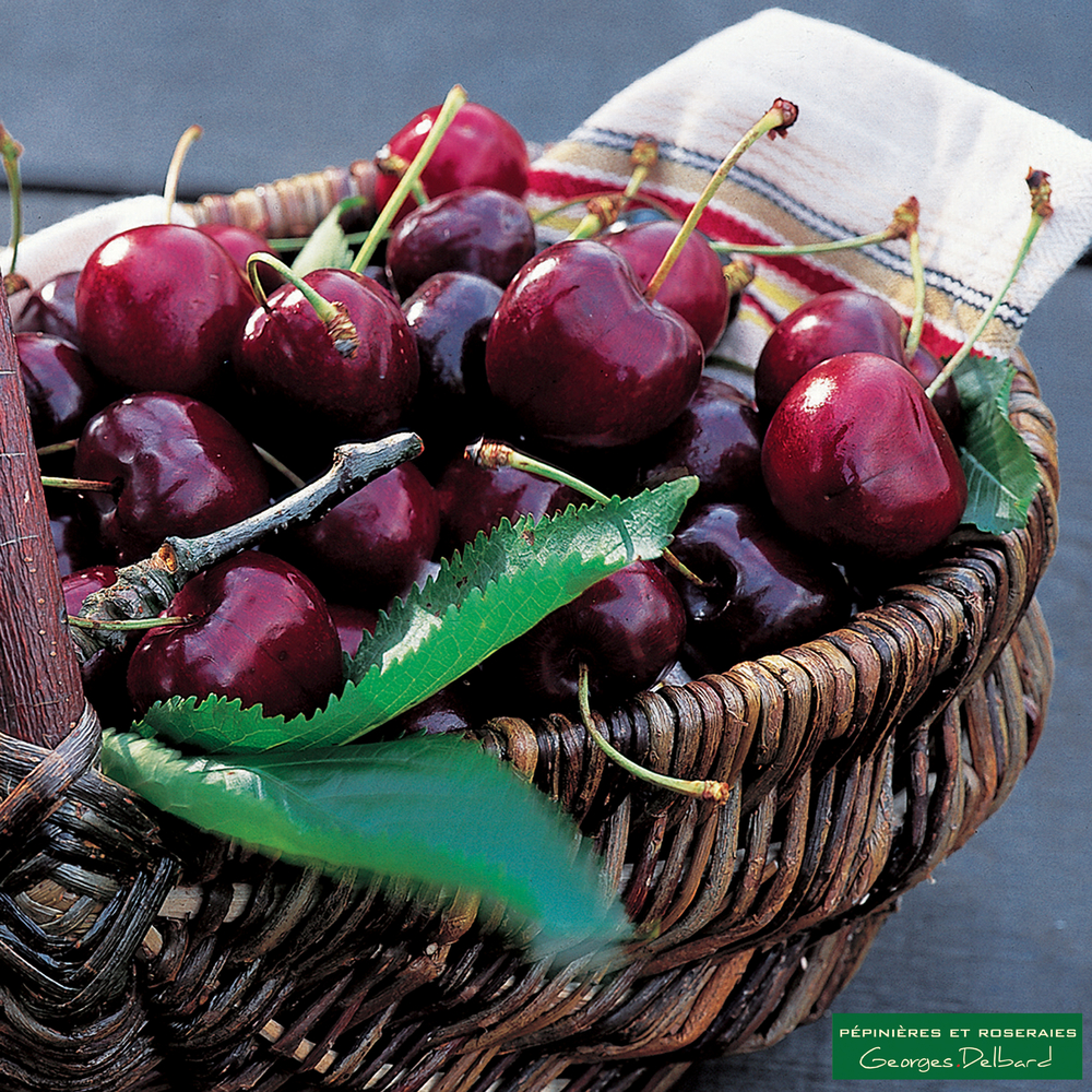 Cerisier Bigarreau de la Saint Jean ® : gobelet 3 ans d'âge