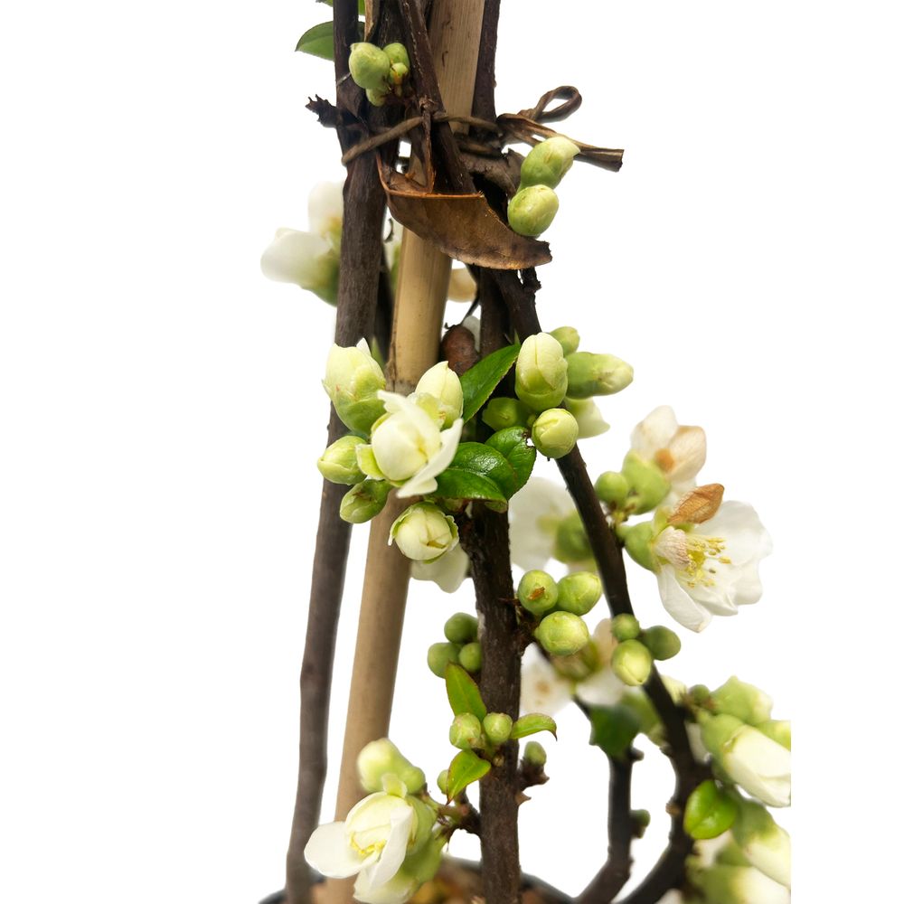 Chaenomeles, variétés variables : pot 3L
