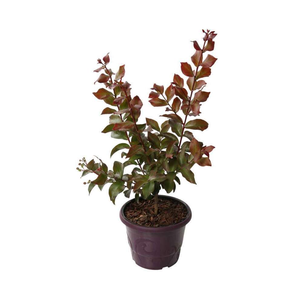 Lagerstroemia indica:pot 3L deco