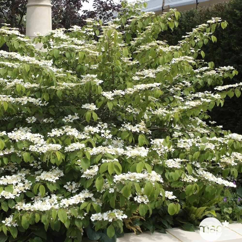 Viburnum plicatum varié : ctr 5 litres