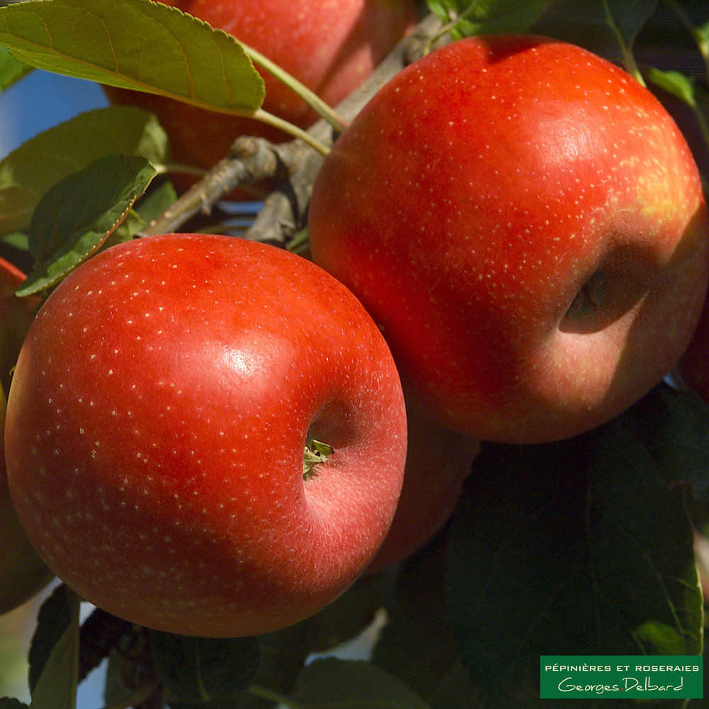Pommier Ariane : gobelet 3 ans d'âge