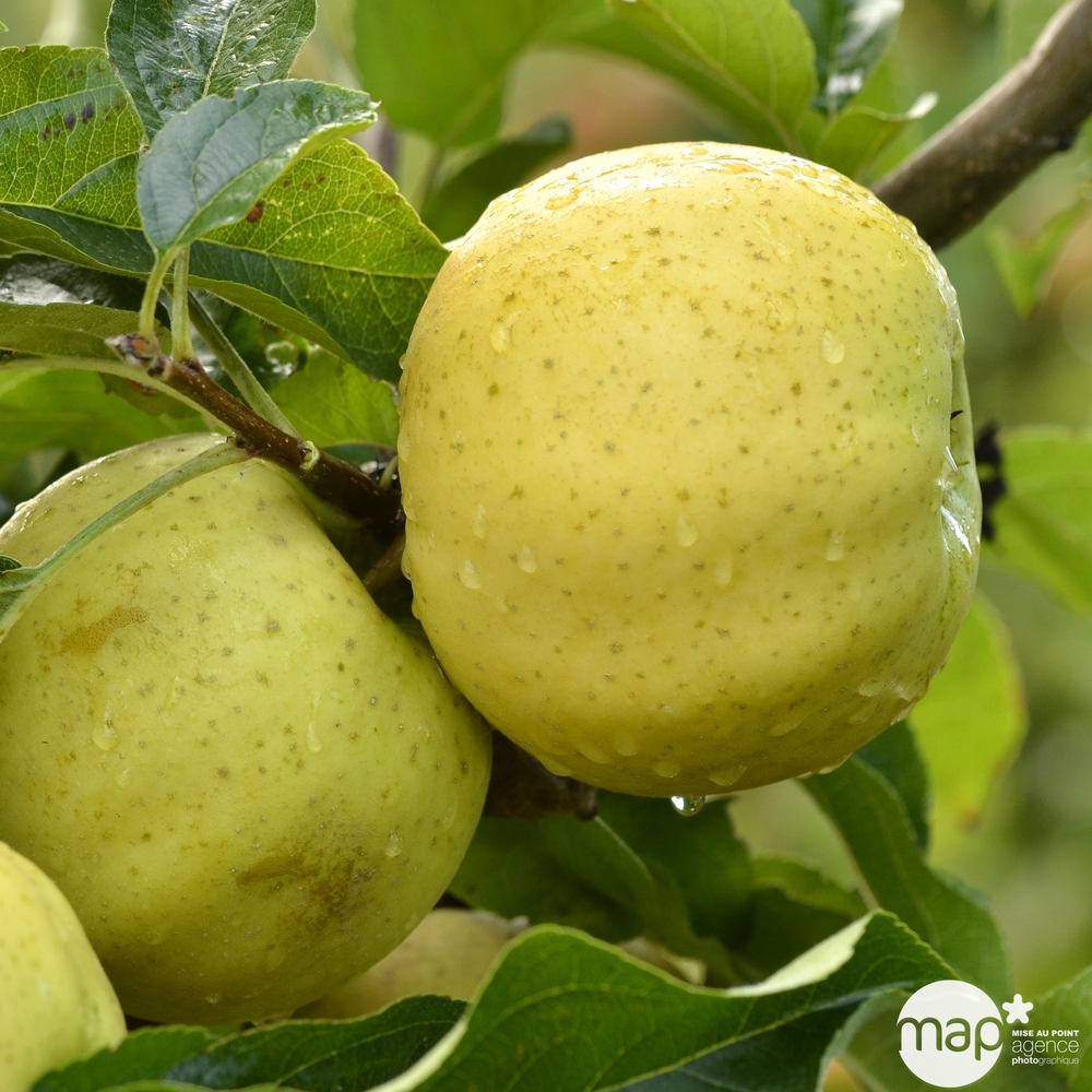 Pommier Belchard : gobelet 3 ans d'âge 