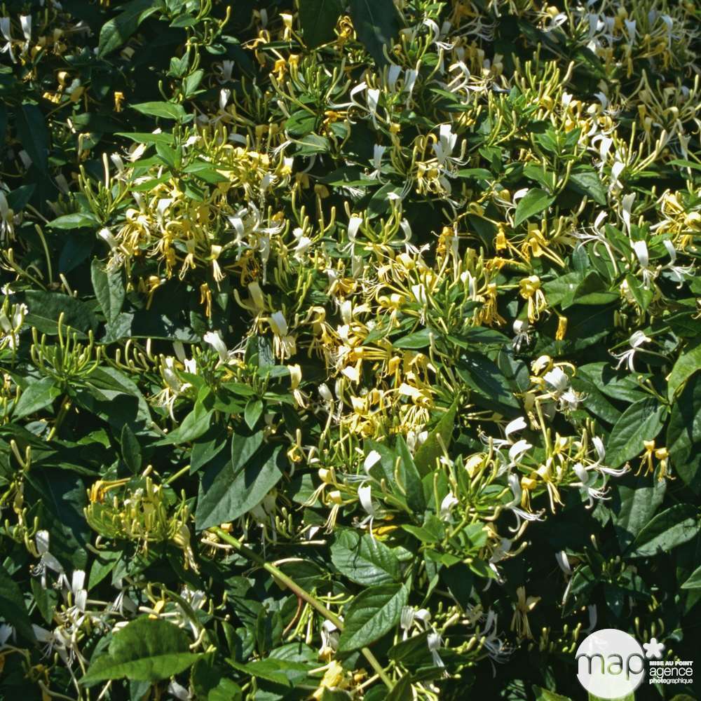 Lonicera delavayi : Tipi : ctr de 3 Litres