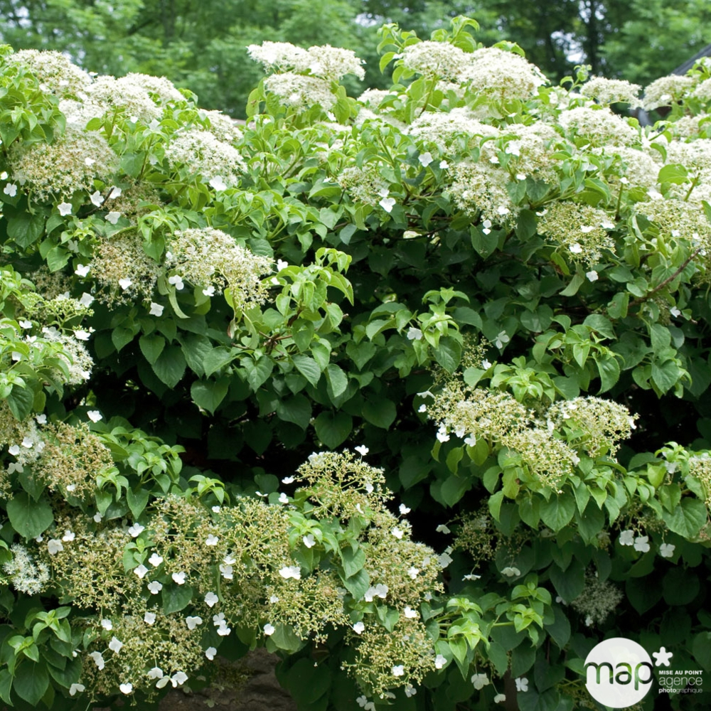 Hydrangea petiolaris : Tipi : ctr de 3 litres