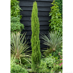 Cupressus Sempervirens Totem H.125/150cm - Pot 12L