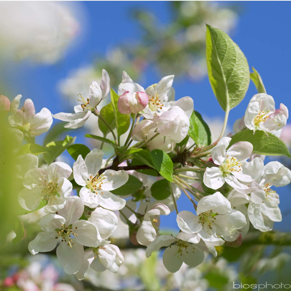 Malus Evereste Perpetu : conteneur 15 litres