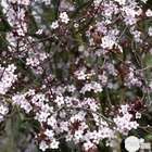 Prunus cerasifera Pissardii : 15 litres