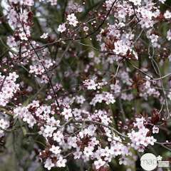 Prunus cerasifera Pissardii : 25 litres
