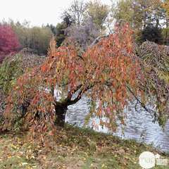 Prunus subhirtella Pendula Rubra : 25 litres