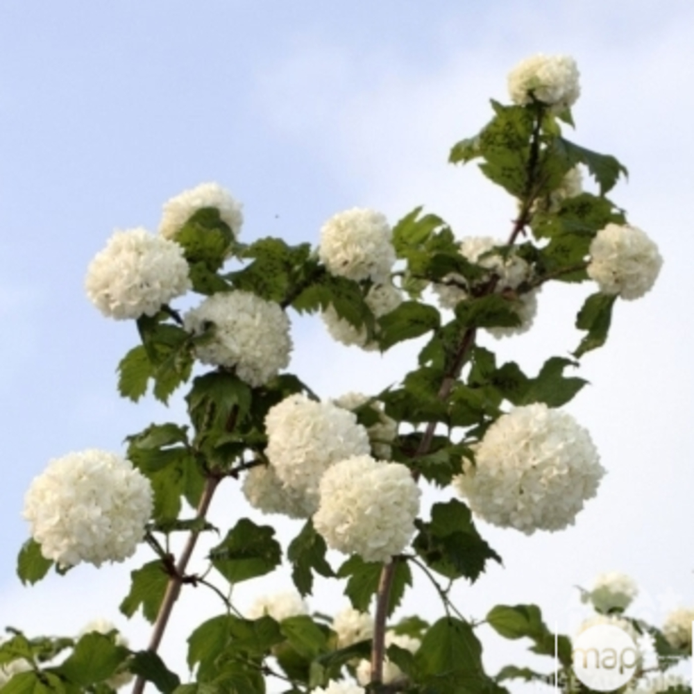 Viburnum opulus ' Roseum ' : H 100/125 cm : ctr 15 litres