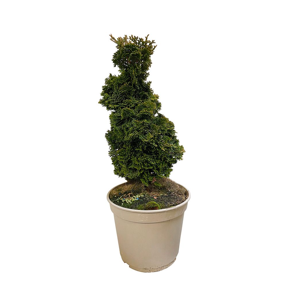 Chamaecyparis obtusa aurora: h.25/30cm 4L