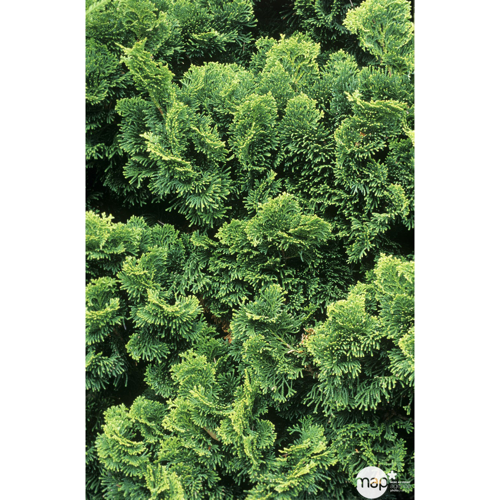 Chamaecyparis obtusa nana gracilis:h.25/30 4L
