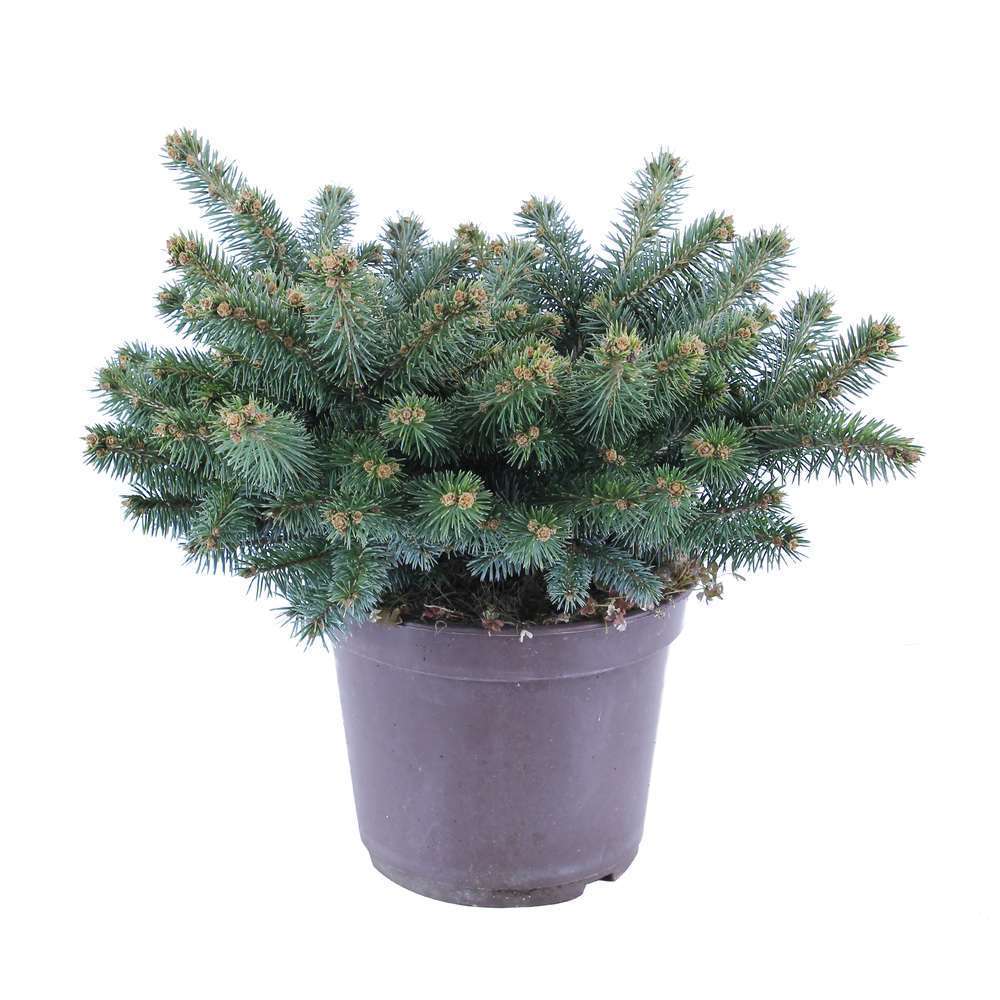 Picea glauca Globosa H : 30/40 cm : ctr 4 L