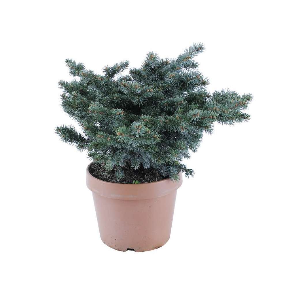 Picea glauca Globosa : ctr 12 L