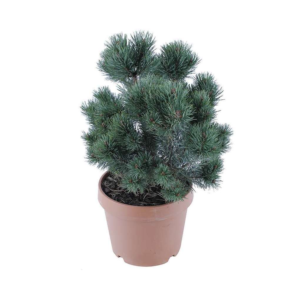 Pinus sylvestris Watereri : H 55/65 cm : ctr 15 L