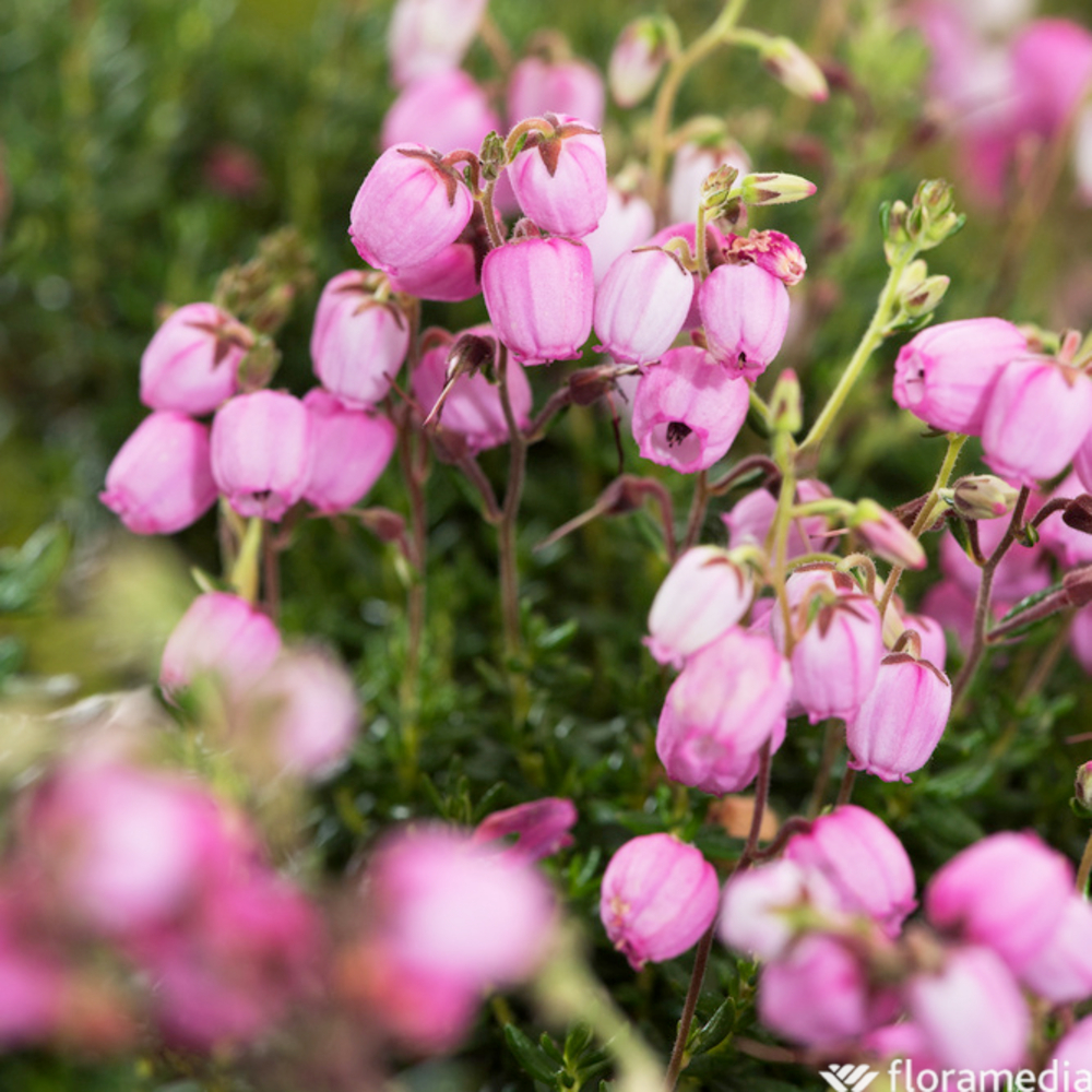Daboetia : conteneur de 1 litre