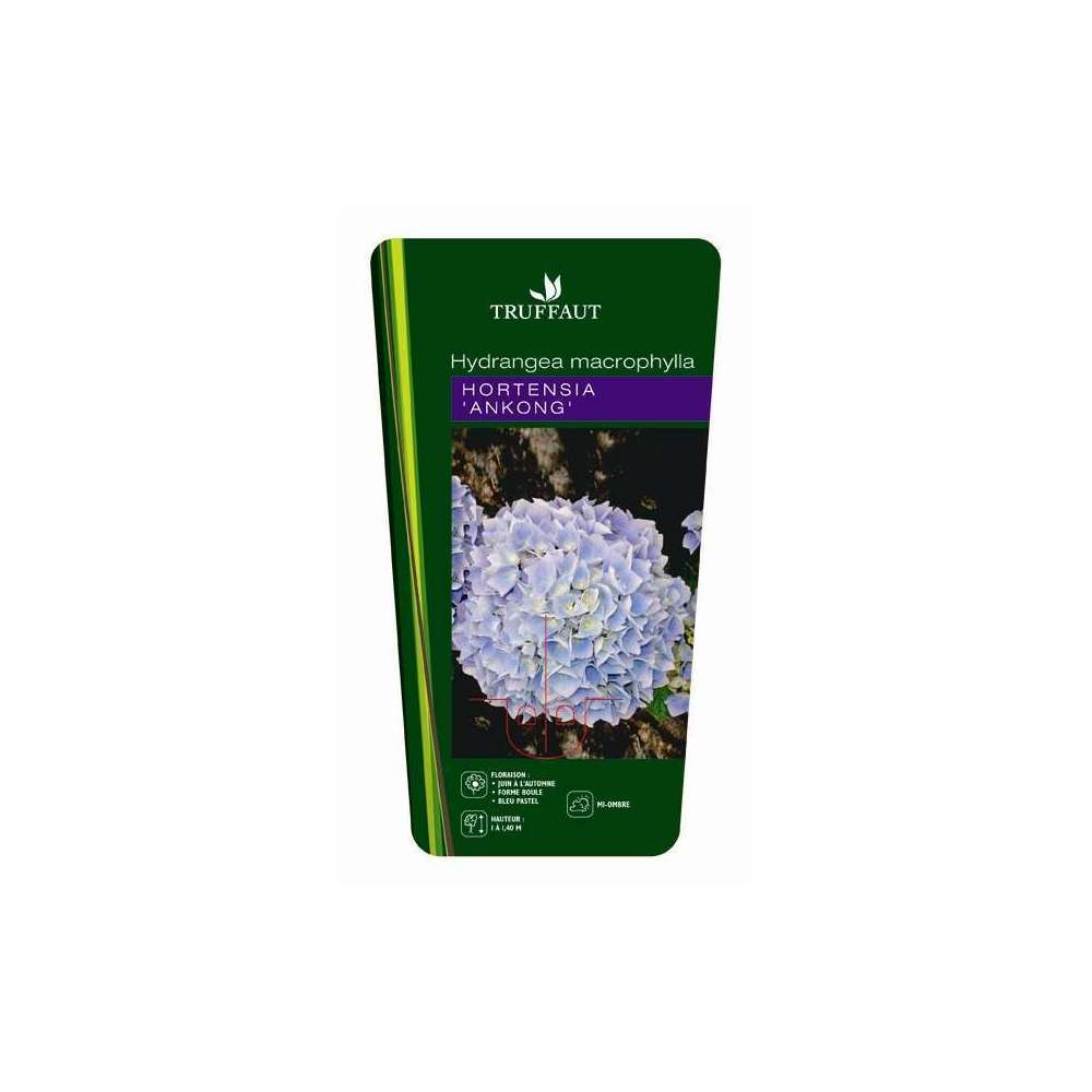Hydrangea Primeur macrophyla Ankong ® bleu : conteneur de 5 litres
