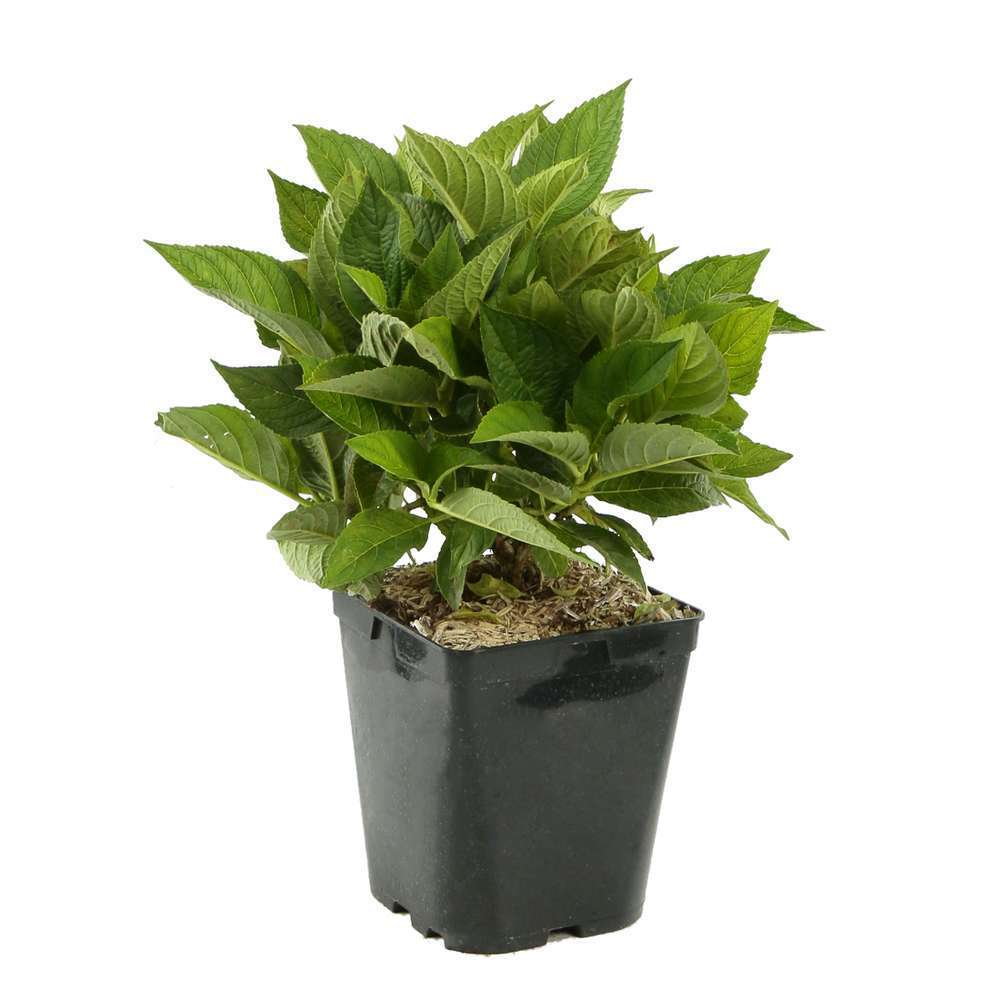 Hydrangea Primeur macrophyla Ankong® rose : conteneur de 5 litres