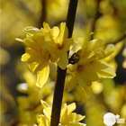 Forsythia x intermedia W-E ® ' Courtalyne ' : H 60/90 : C 4L (jaune or