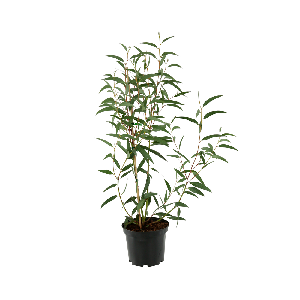 Eucalyptus variÃ©s: pot 4 litres