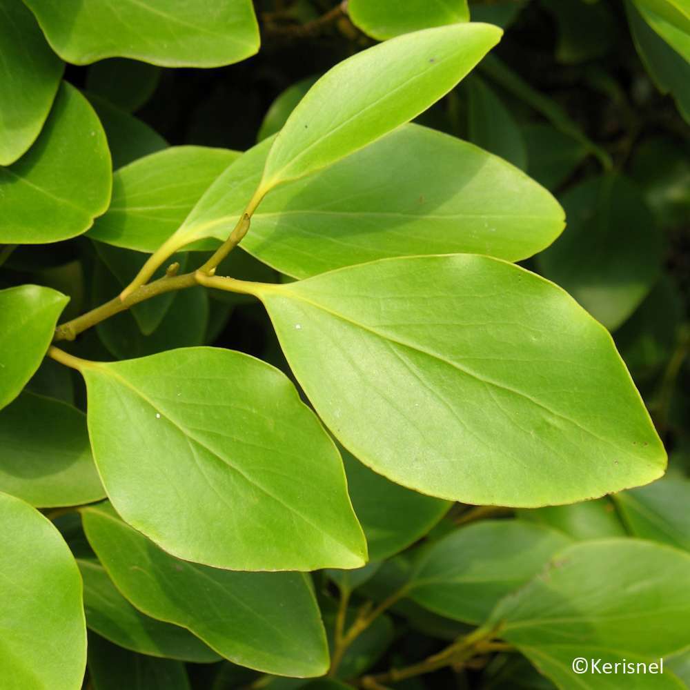 Griselinia littoralis : conteneur 4 litres H 60/80 cm
