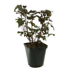 Physocarpus 'Diabolo' : 3L