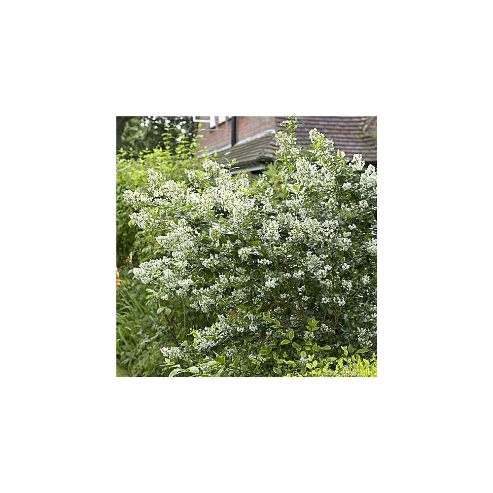 Escallonia ' Iveyi ' : conteneur 4 litres (blanche)
