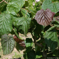 Corylus avellana ' Red Majestic ' ®  : H 4/60 : ctr 5 litres