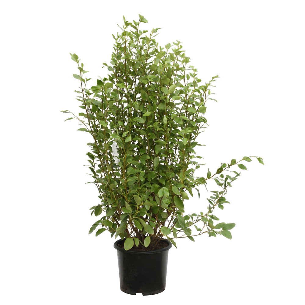 Griselinia littoralis - pot 15 L