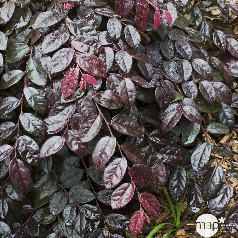 Loropetalum Fire Dance : ctr 4 litres