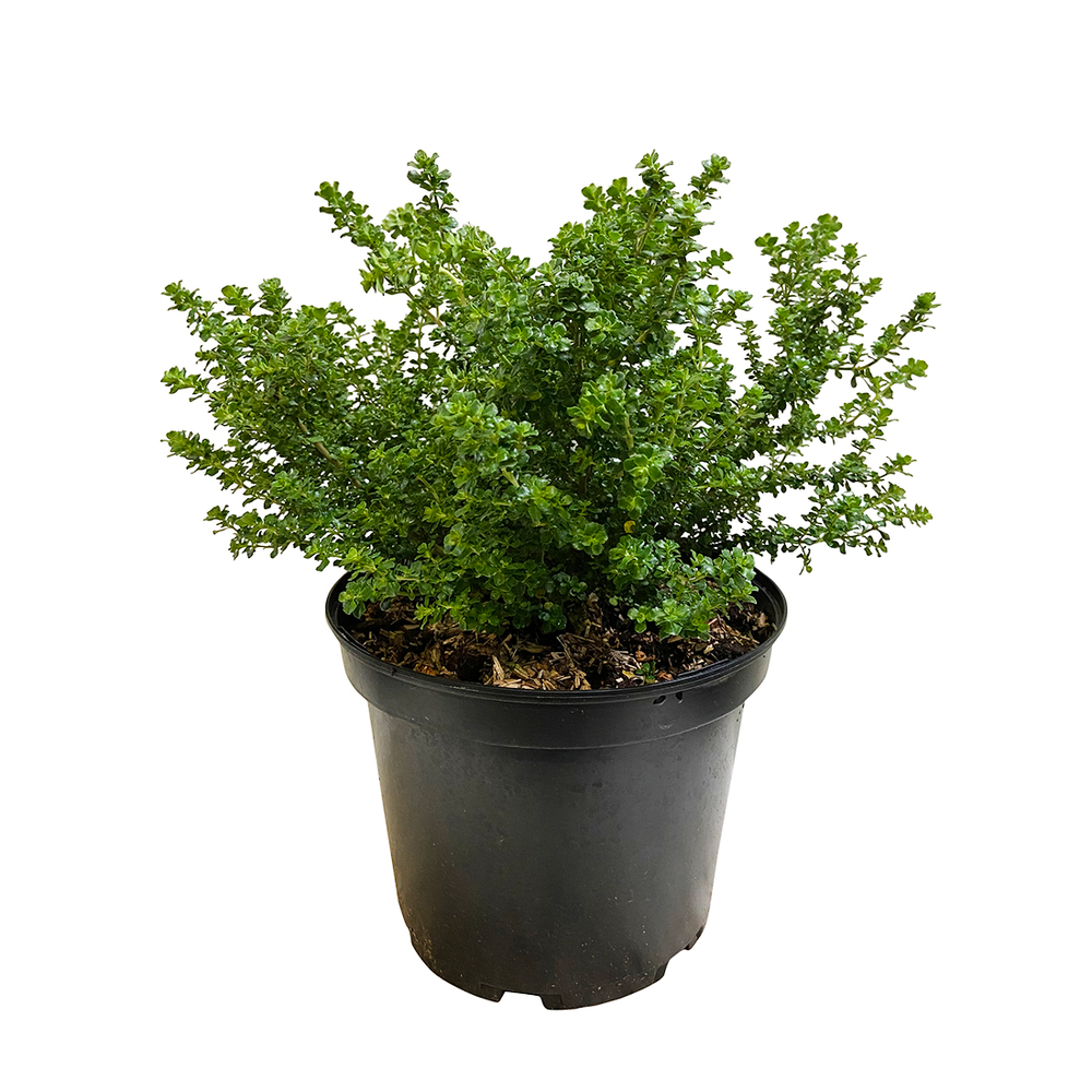 Prostanthera cuneata : ctr 5 litres