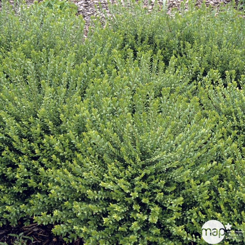 Lonicera nitida ' Maigrün ' : H 30/40 cm : ctr 3 L