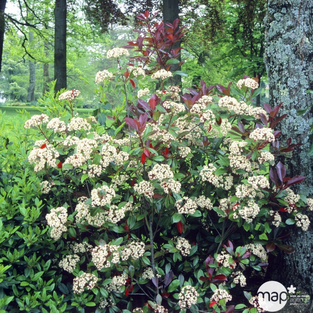 Photinia x fraseri ' Little Red Robin ' : ctr 2 litres
