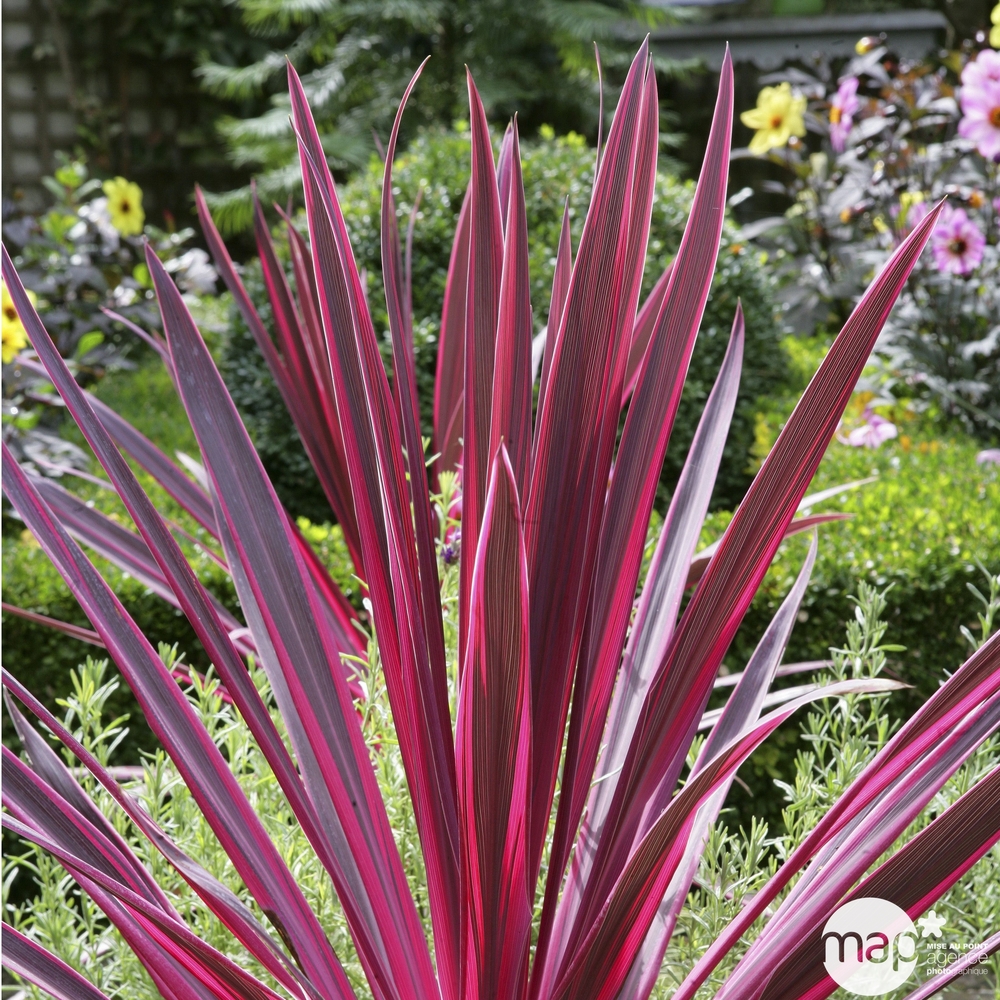 Cordyline australis : conteneur 10 litres - Coloris variables