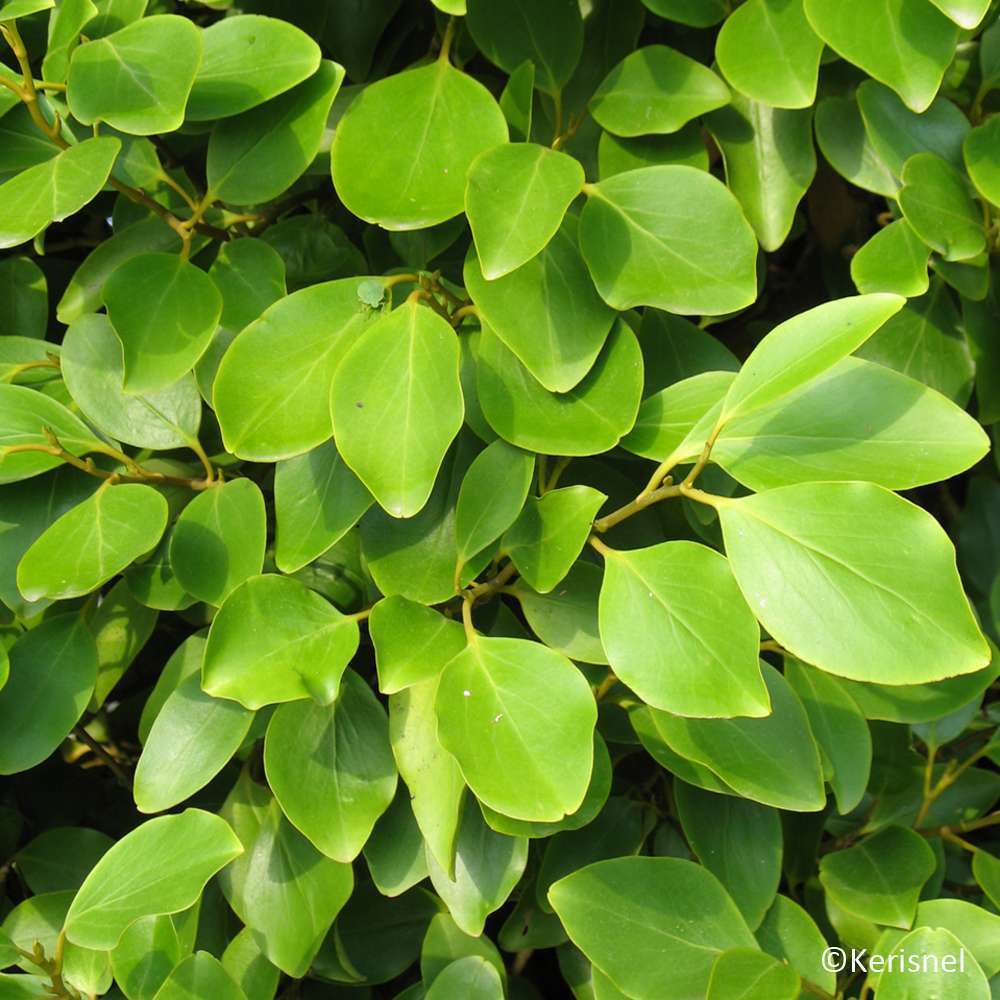 Griselinia littoralis : conteneur 5 litres
