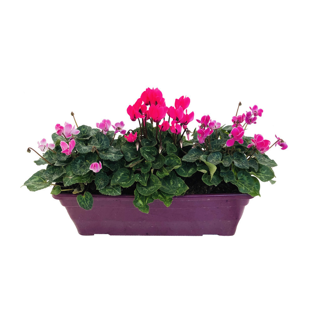 Cyclamen Mini : JardiniÃšre colorÃ©e 40 cm