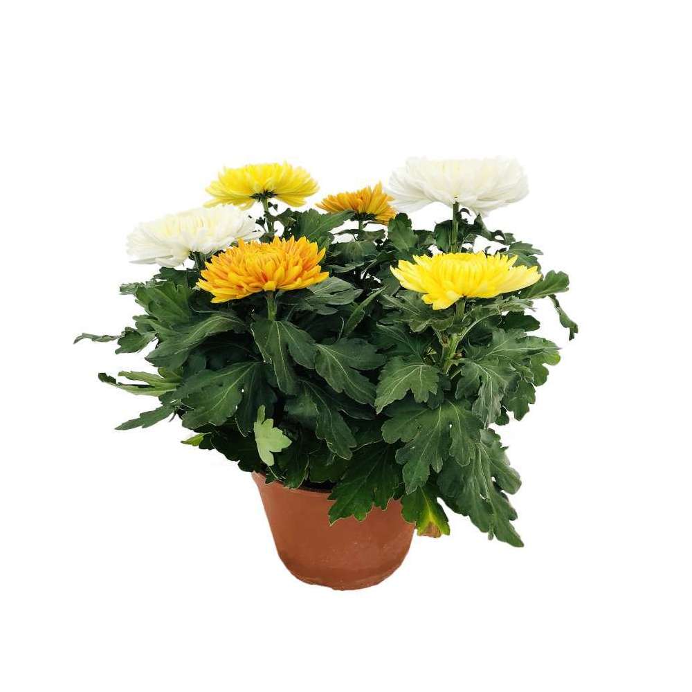 ChrysanthÃšme uniflore: 6 fleurs carrousel C3L