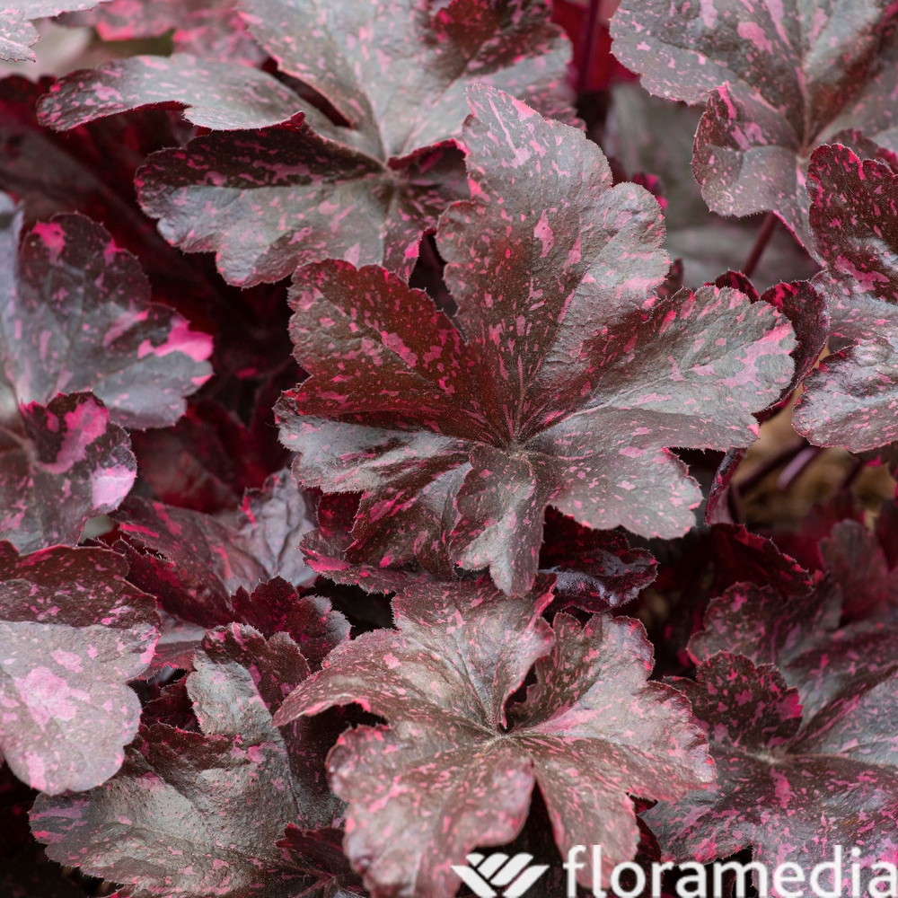 Heuchera : conteneur de 1 Litre couleur