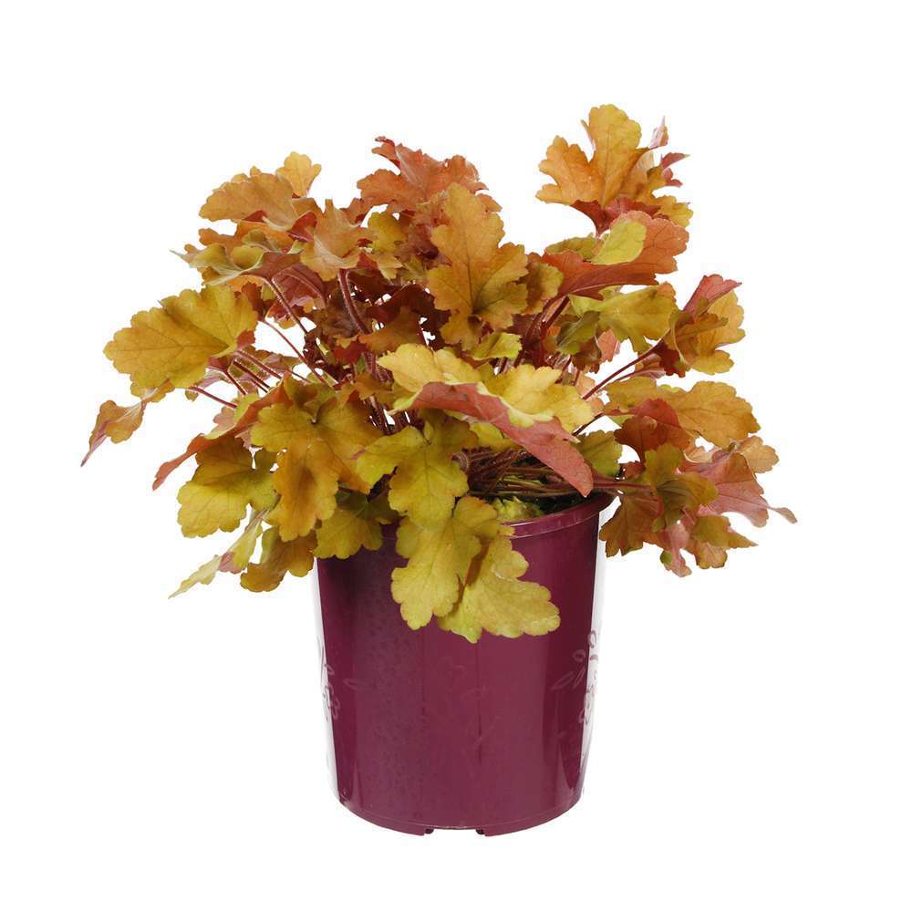 Heuchera : 2L - Variétés variables