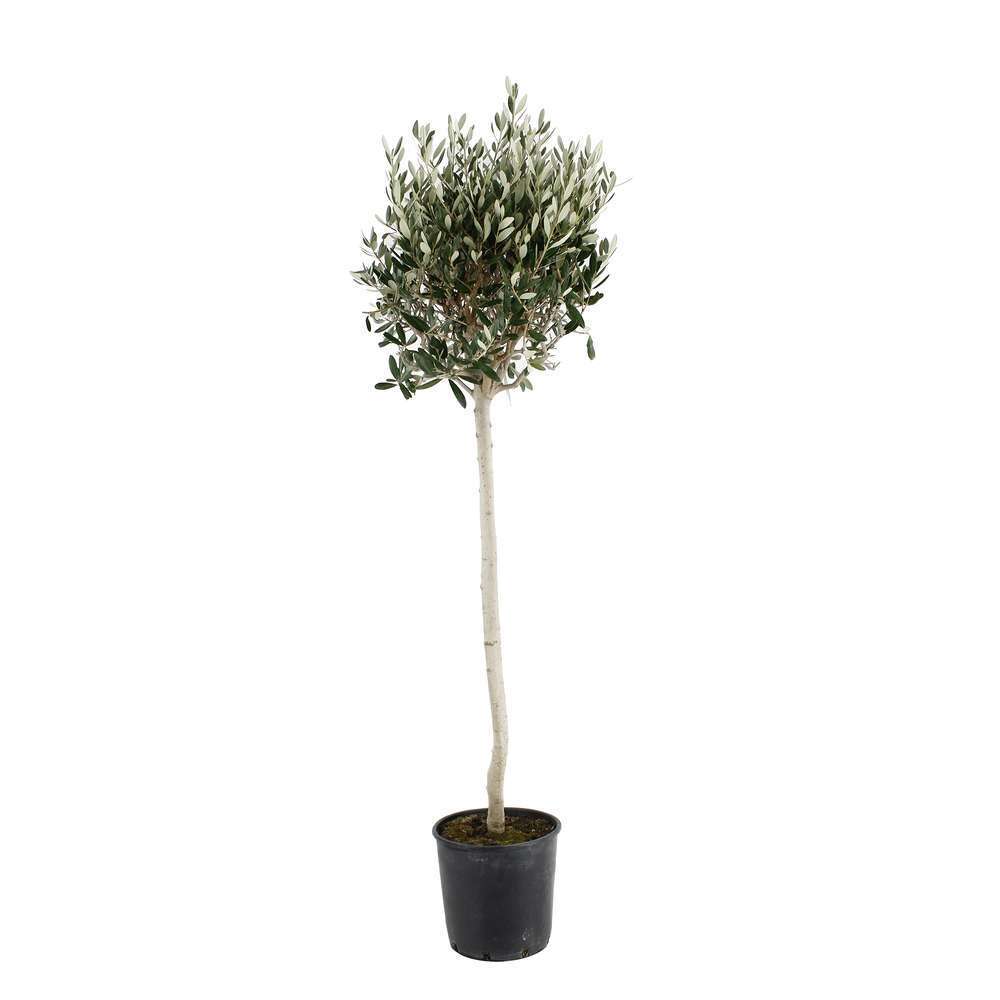 Olivier, Olea europeae : 1/4 tige boule pot 5L