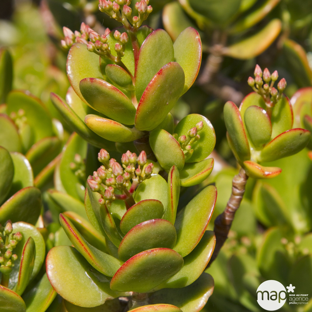 Crassula : pot D.17cm