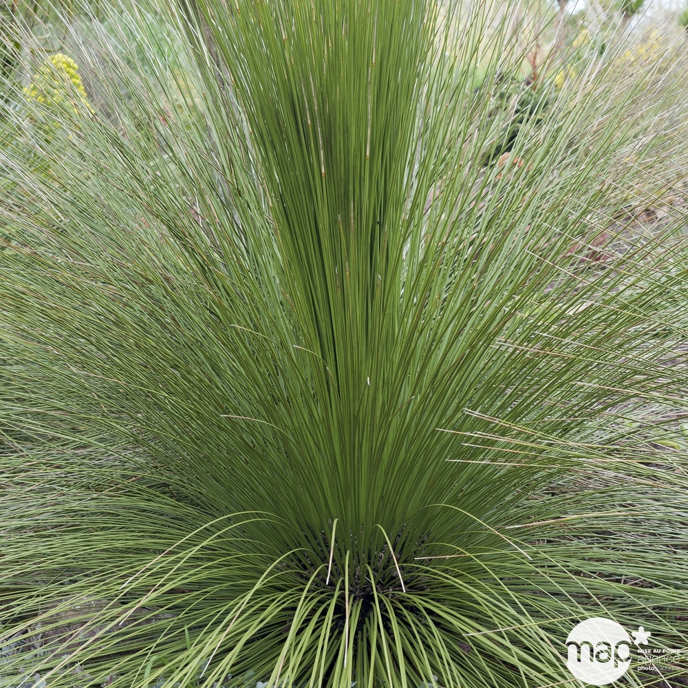 Dasylirion longissimum : conteneur de 8 Litres