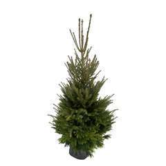 Sapin de Noël naturel Picea excelsa : 150/175 cm - C.10 litres en pot