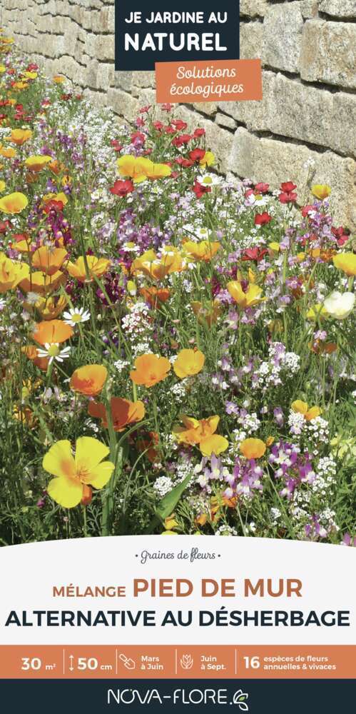 MÃ©lange fleuri Pied de mur: boite de 200g