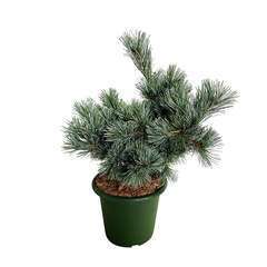Pinus parviflora Negishii : H 25/30 cm :ctr 3.7 L