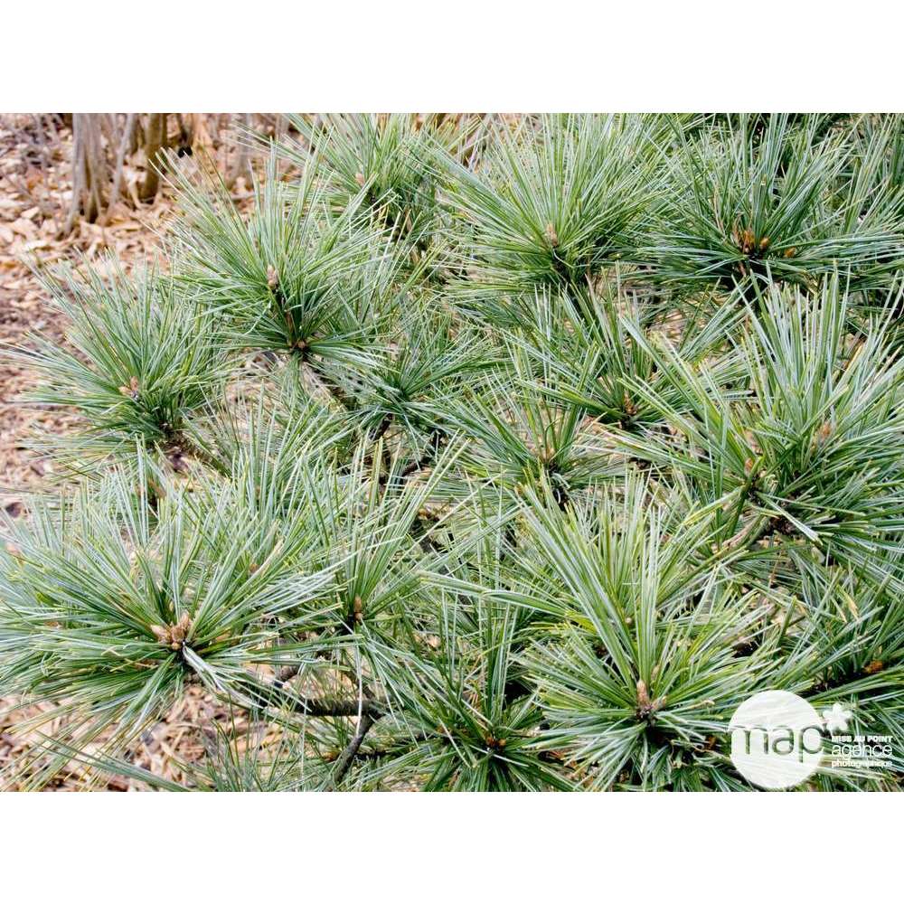 Pinus strobus ' Macopin' : h.25/30cm pot 3