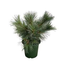 Pinus strobus ' Macopin ' : hauteur 25/30 cm pot 3,7 litres