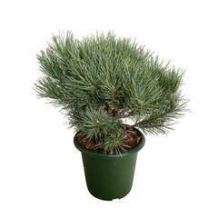 Pinus sylvestris Watereri : H 25/30 cm : ctr 3;7 L